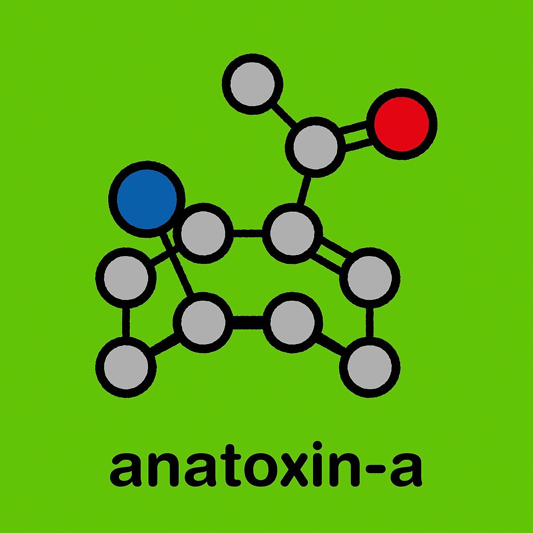 Anatoxin-a molecule, illustration