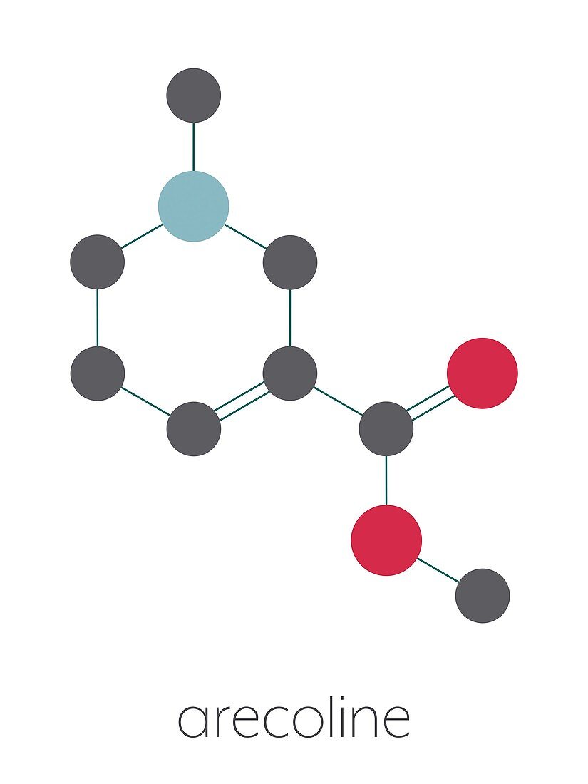 Arecoline areca nut stimulant compound, illustration