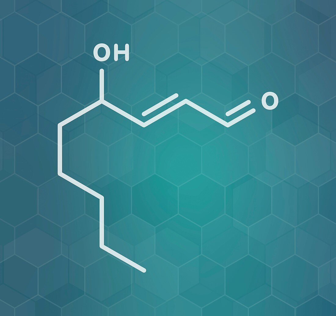 4-Hydroxynonenal molecule, illustration