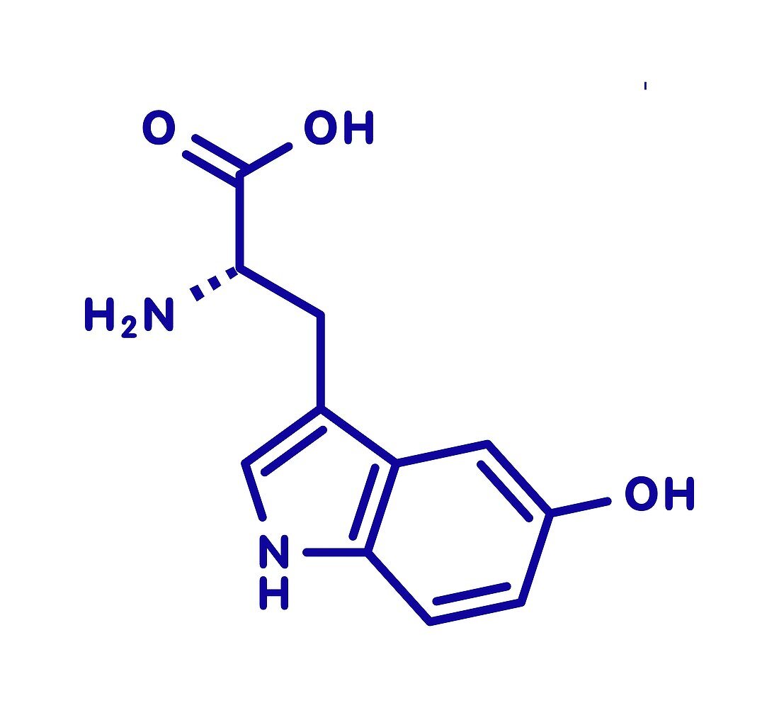 5-Hydroxytryptophan amino acid molecule, illustration