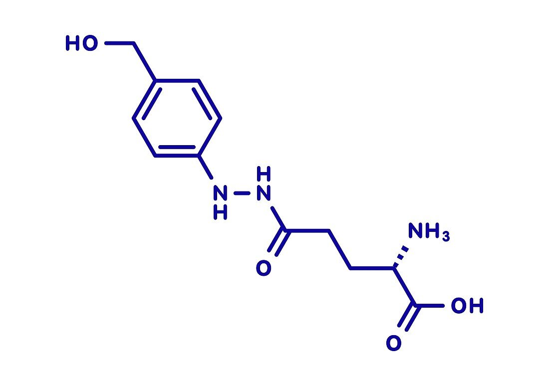 Agaritine mushroom toxin molecule, illustration