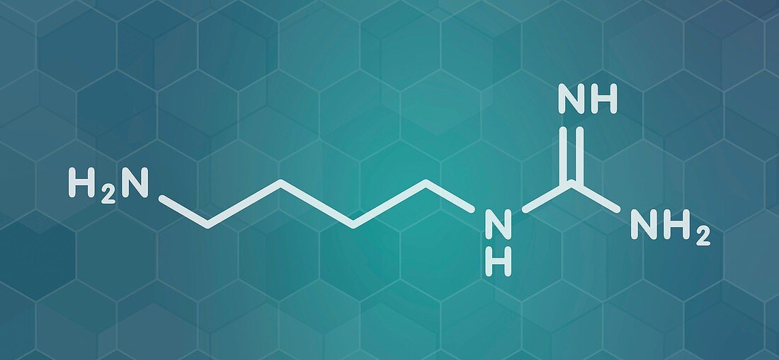 Agmatine molecule, illustration