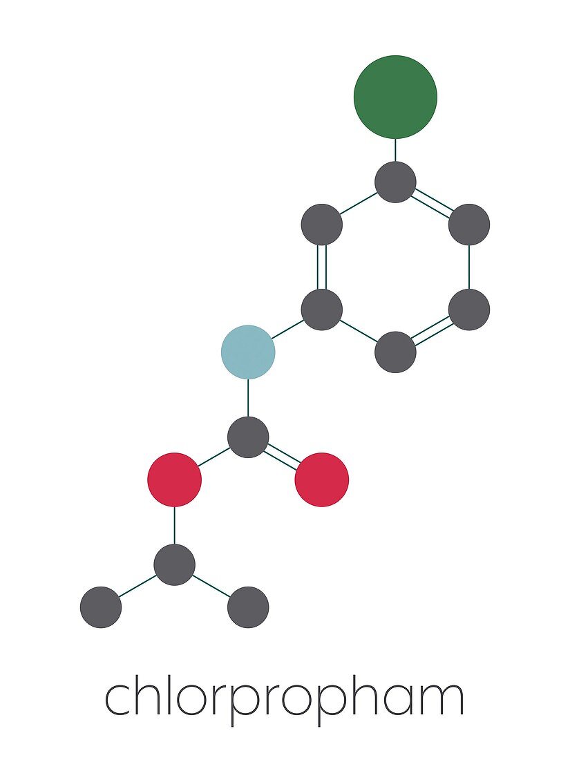 Chlorpropham herbicide molecule, illustration
