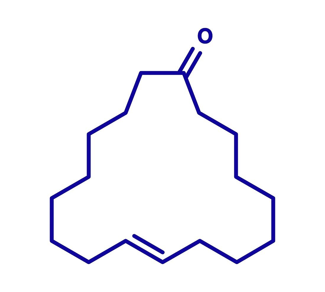 Civetone civet cat pheromone molecule, illustration