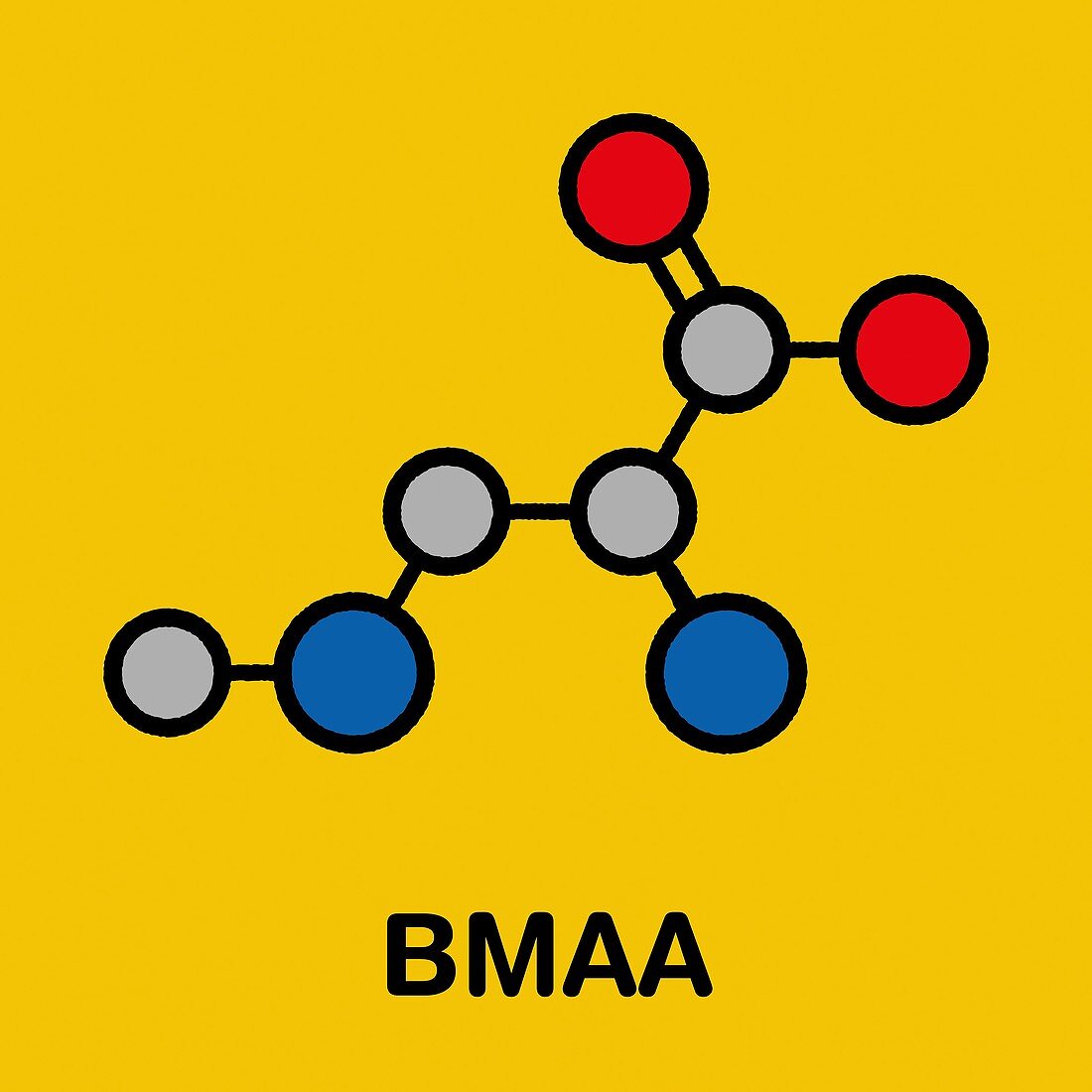 BMAA toxic amino acid molecule, illustration
