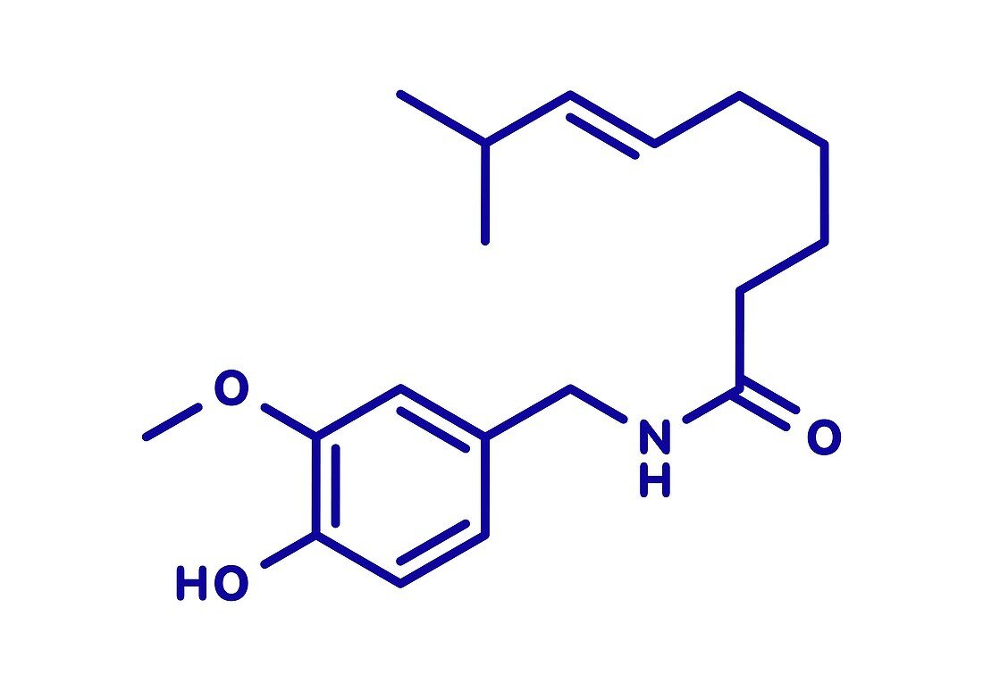 Capsaicin chili pepper molecule, illustration