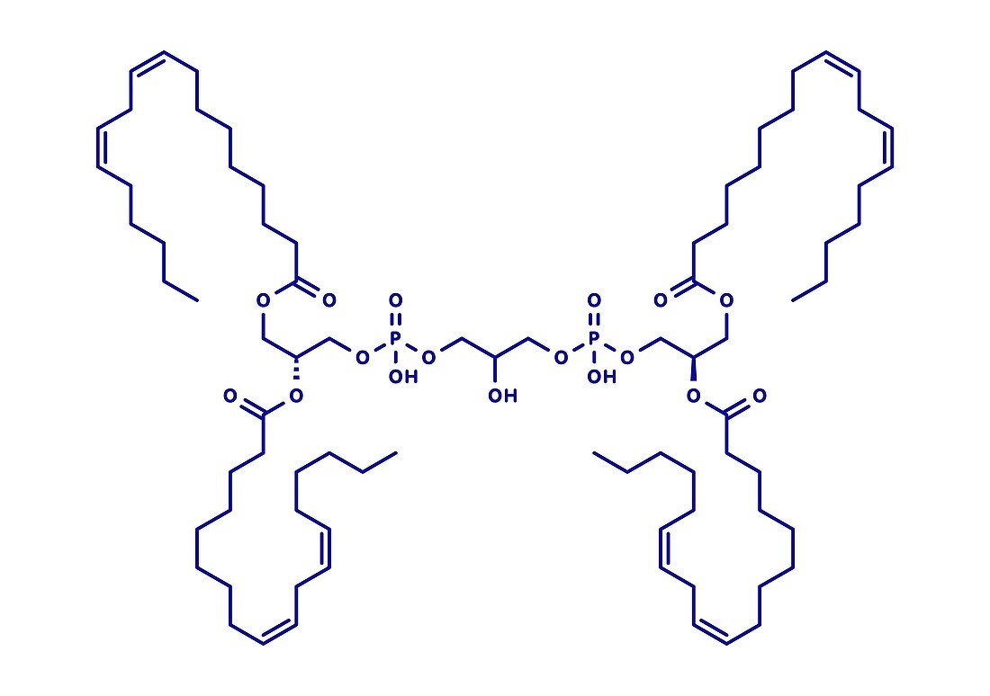 Cardiolipin molecule, illustration