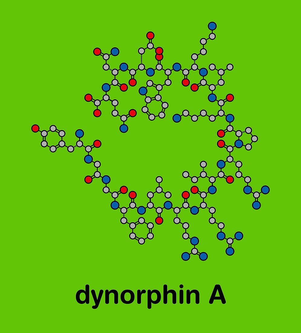 Dynorphin a endogenous opioid peptide molecule, illustration