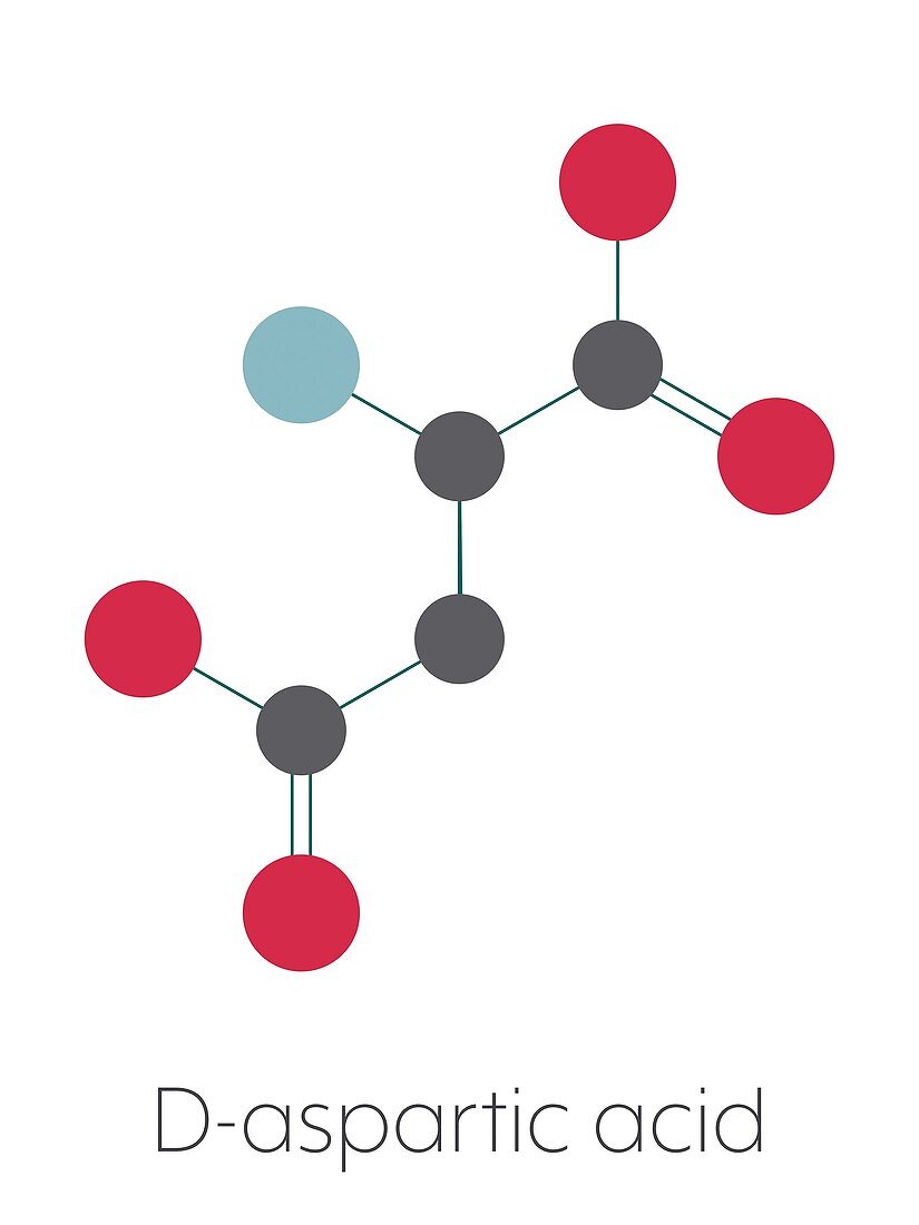 D-aspartic acid amino acid molecule, illustration