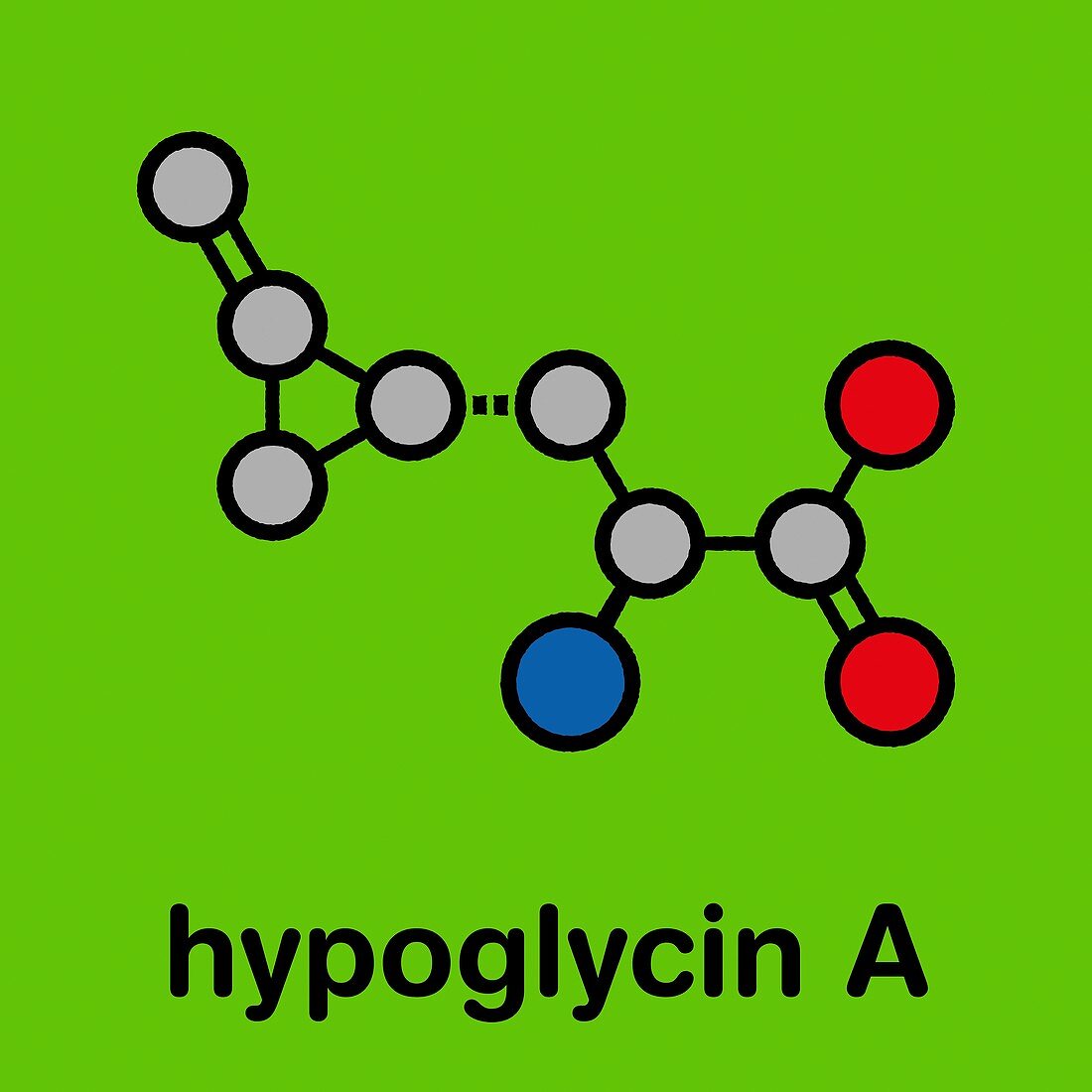 Hypoglycin A molecule, illustration