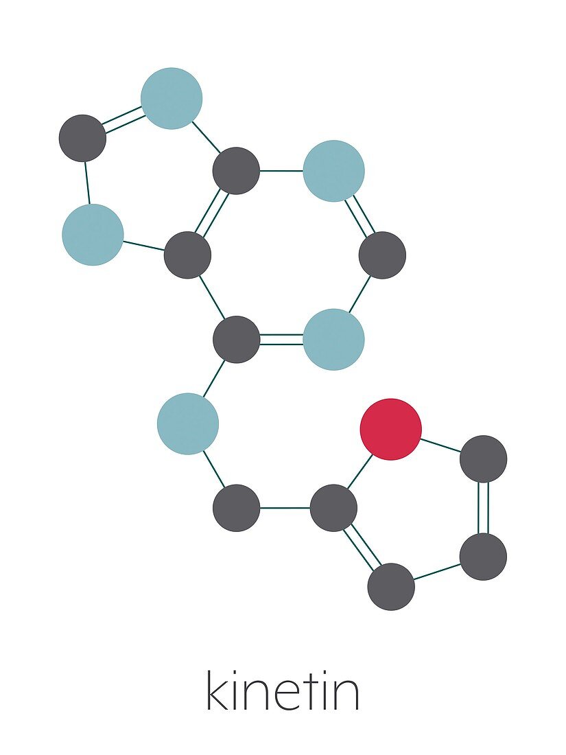 Kinetin plant hormone molecule, illustration