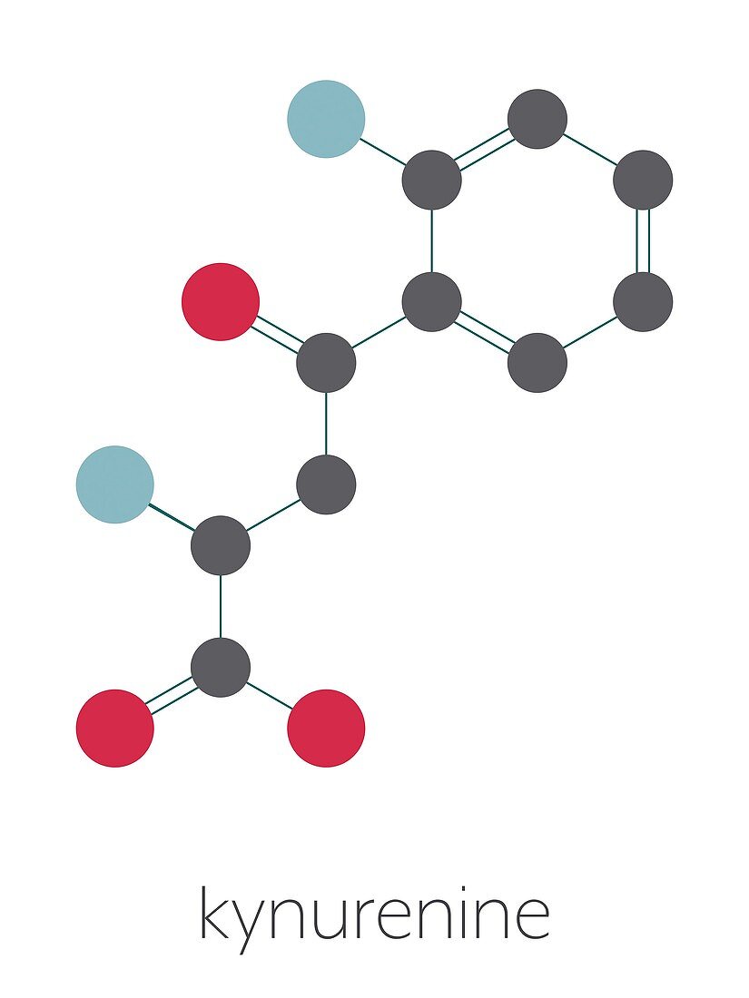 Kynurenine molecule, illustration