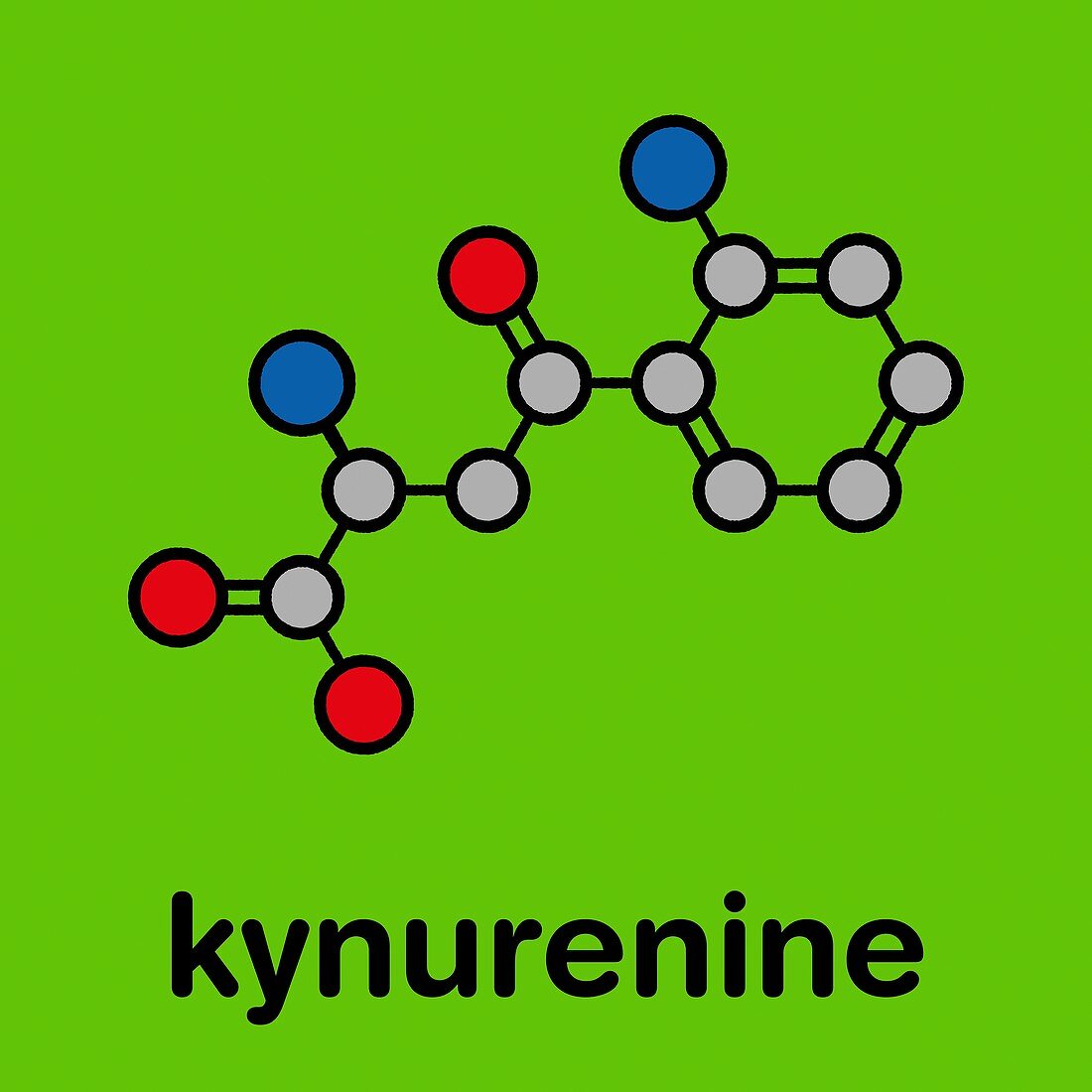 Kynurenine molecule, illustration