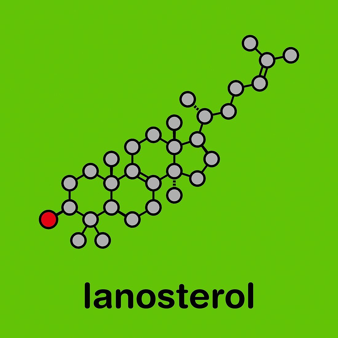 Lanosterol molecule, illustration