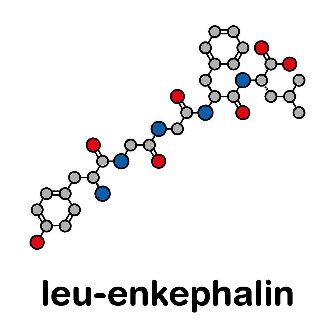Leu-enkephalin endogenous opioid peptide, illustration
