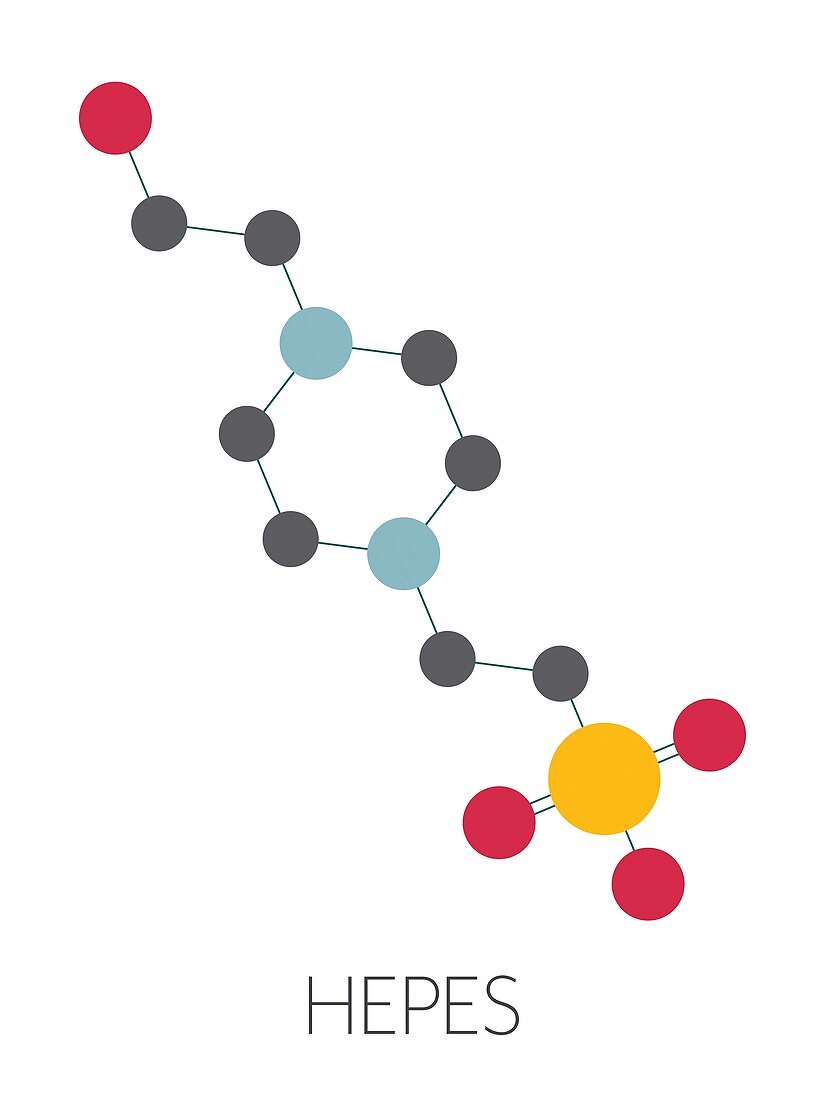 HEPES buffering agent molecule, illustration