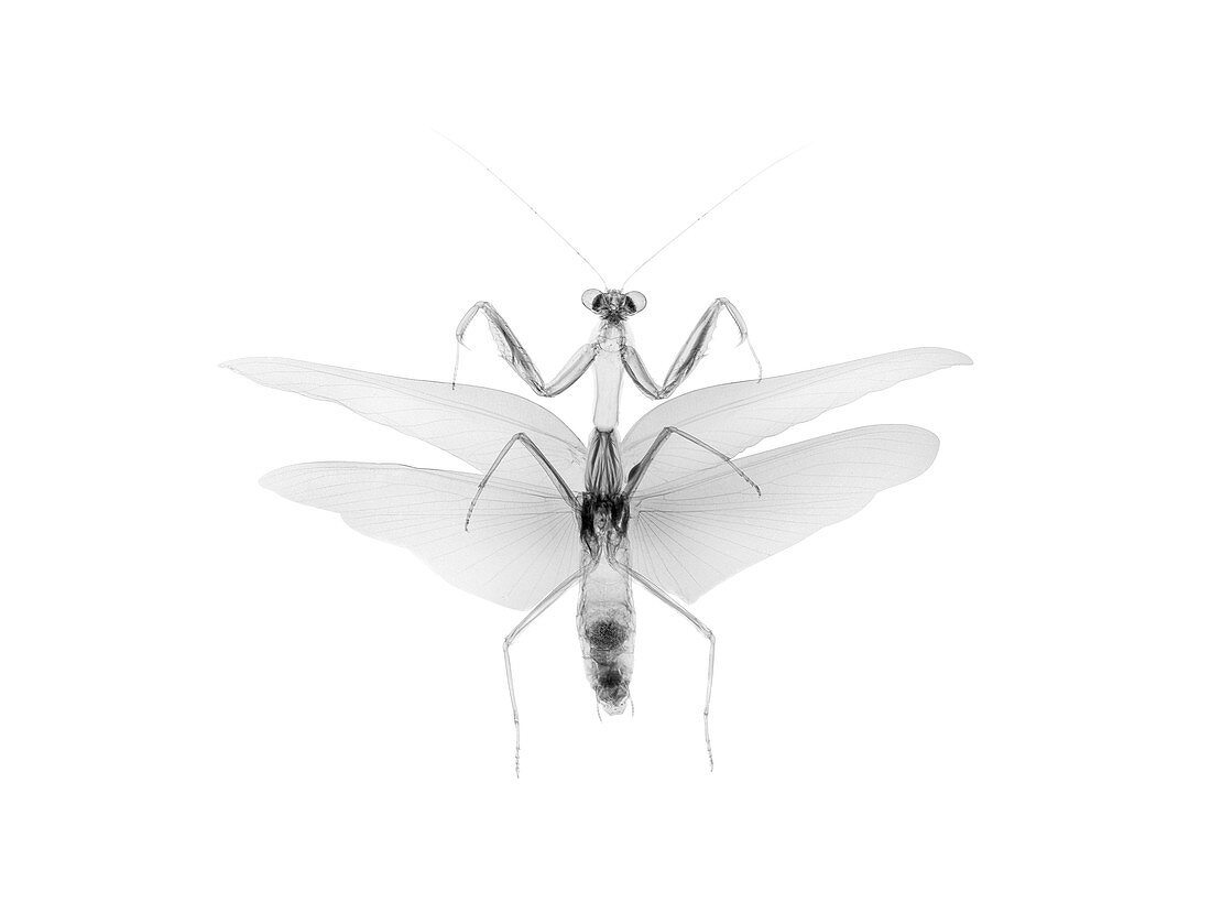 Preying mantis, X-ray