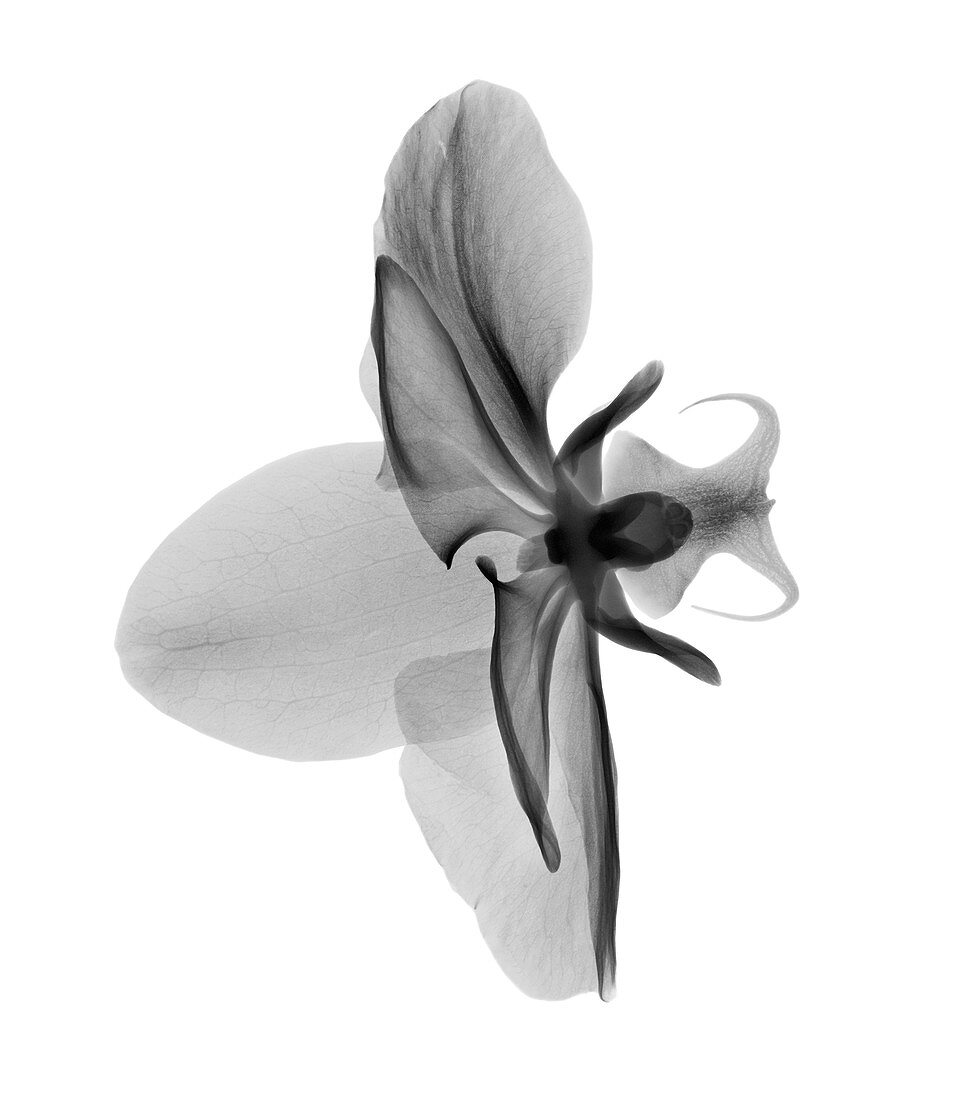 Orchid (Phalaenopsis sp.) flower, X-ray