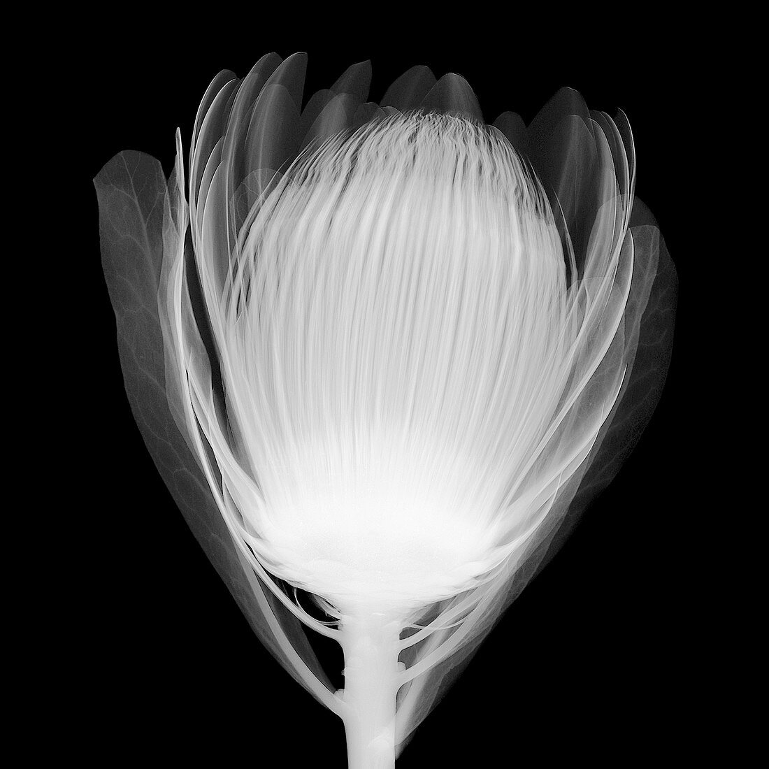 Sugar bush (Protea sp.), X-ray