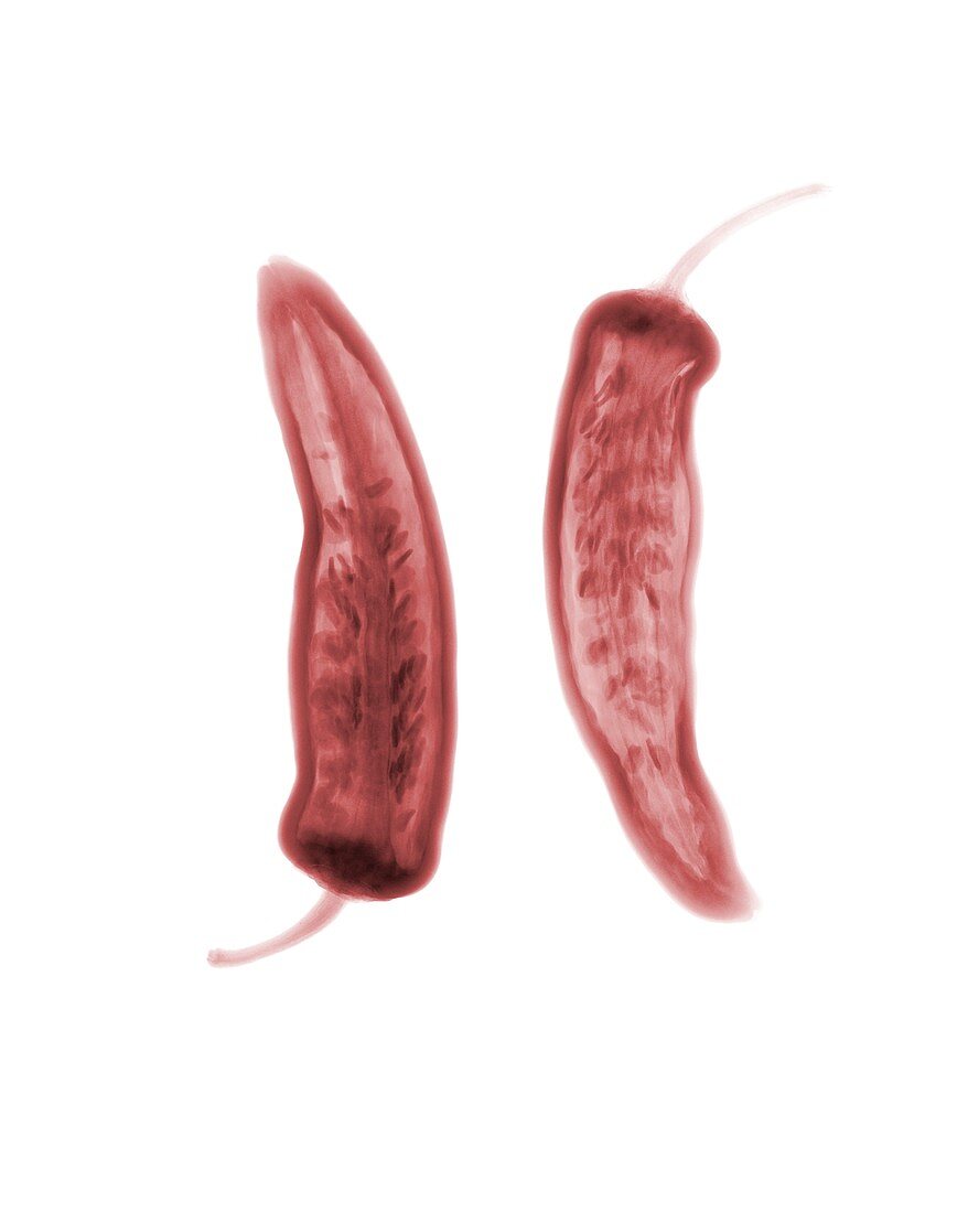 Red chillies, X-ray