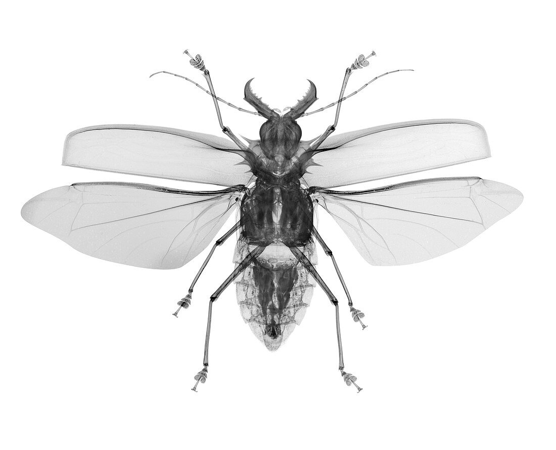 Macrodontia cervicornis, X-ray