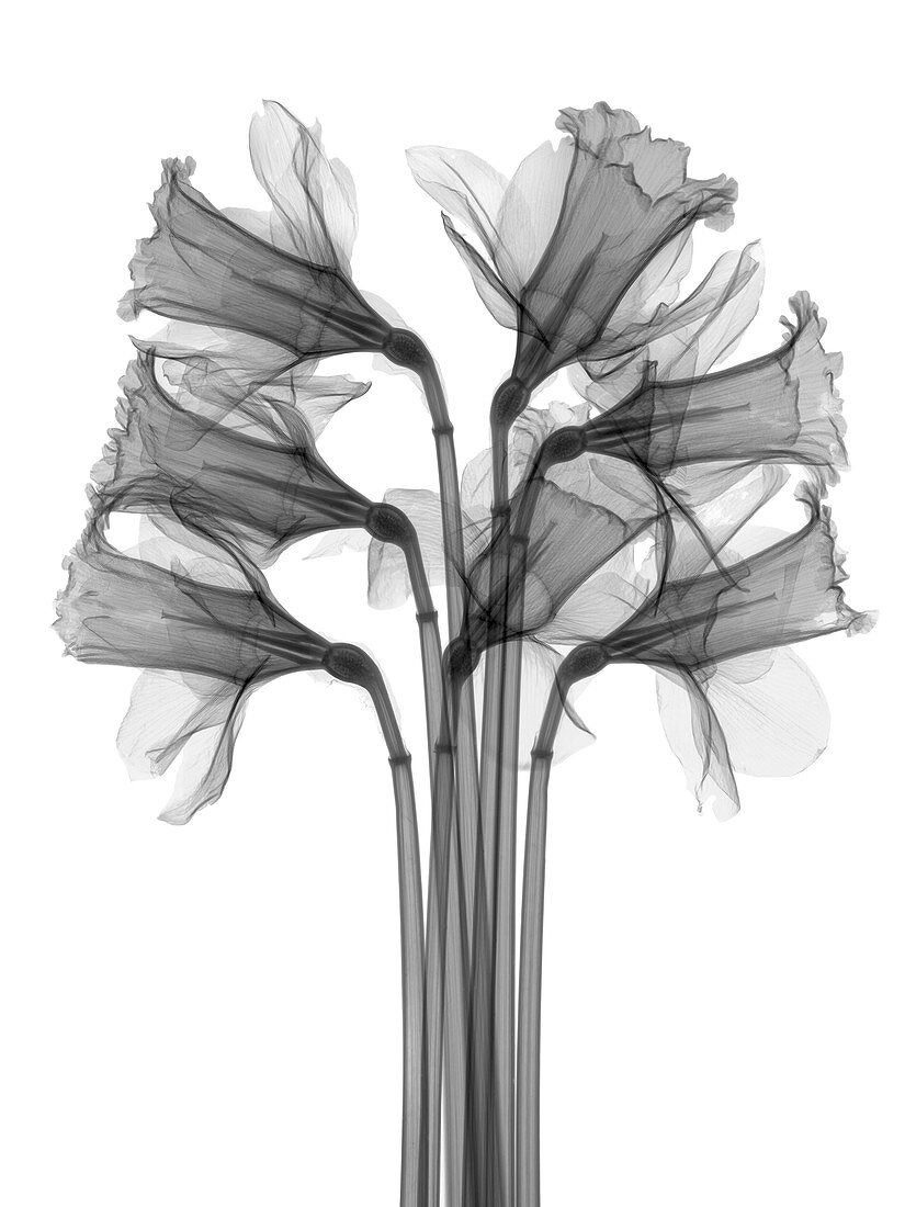 Daffodils, X-ray