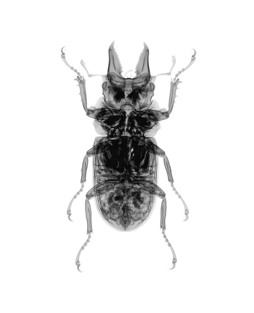 Beetle, X-ray
