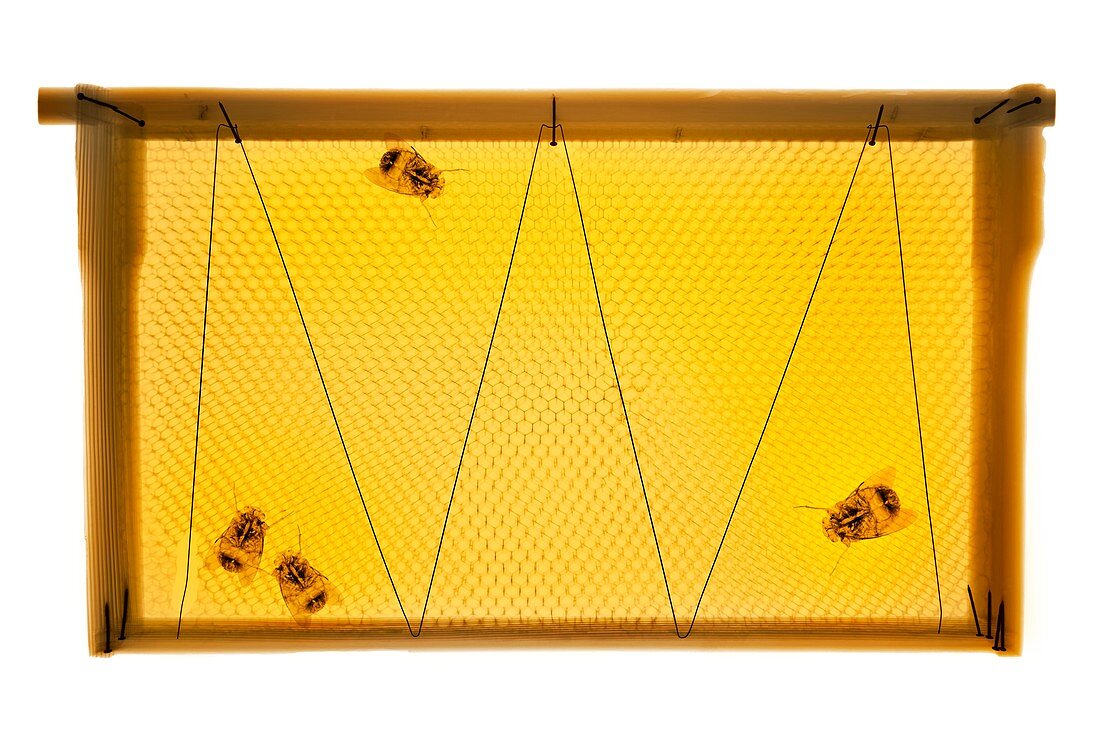 Bees and honeycomb, X-ray