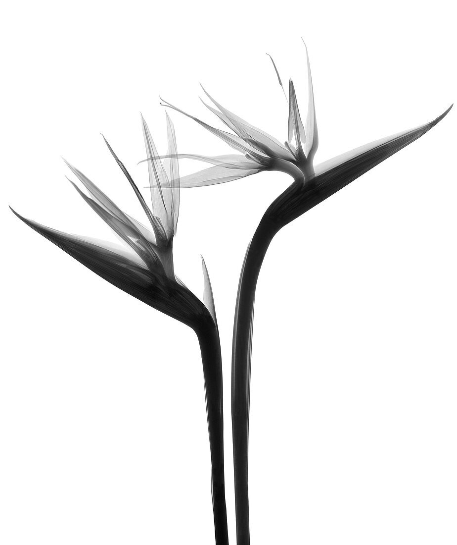 Two bird of paradise flowers (Strelitzia sp.), X-ray