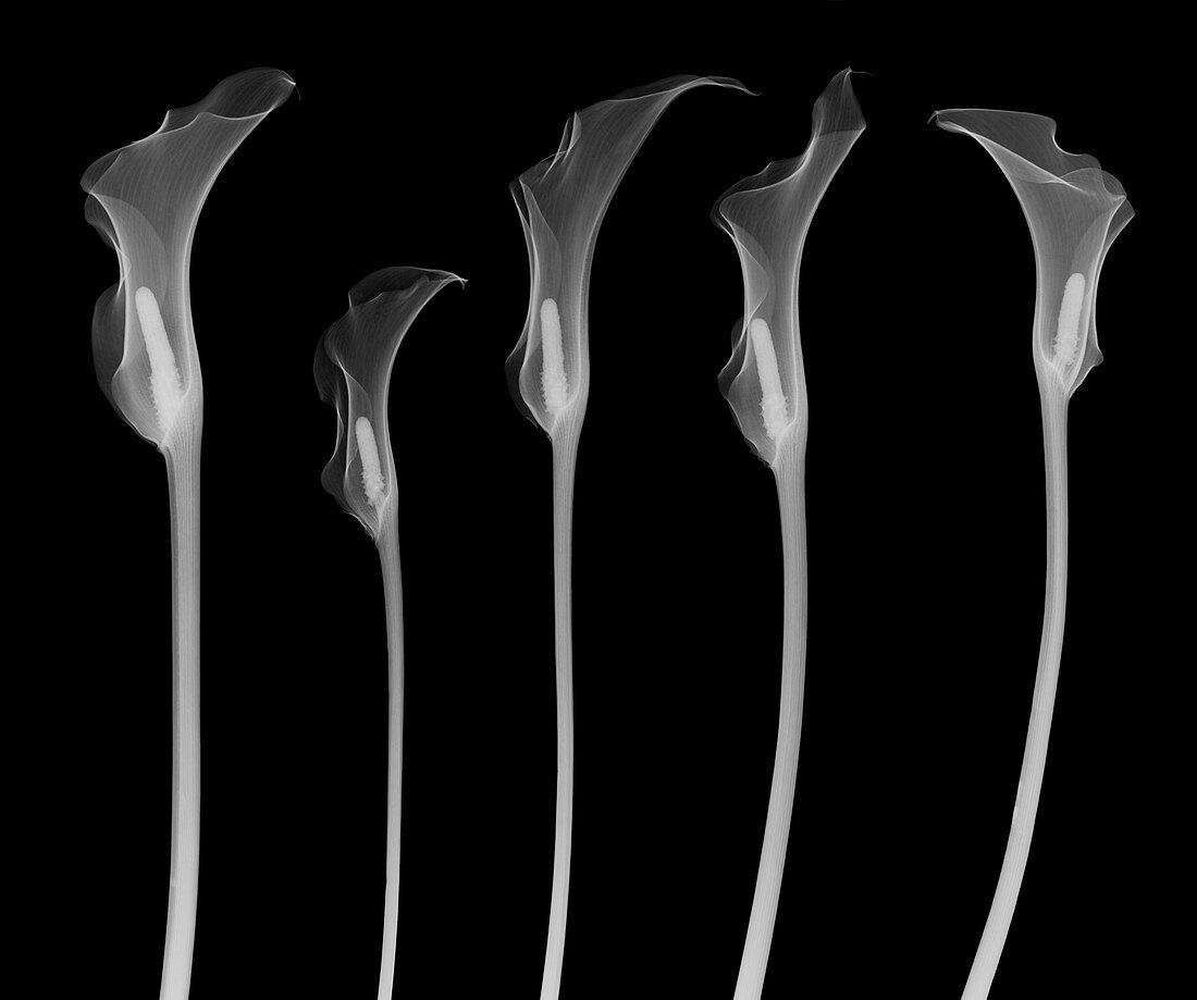 Arum lilies, X-ray