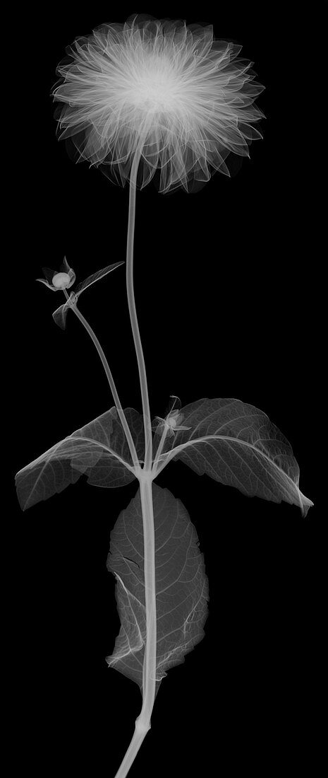 Chrysanthemum flower stem with leaves, X-ray