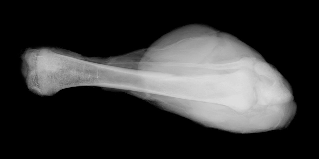 Chicken leg, X-ray