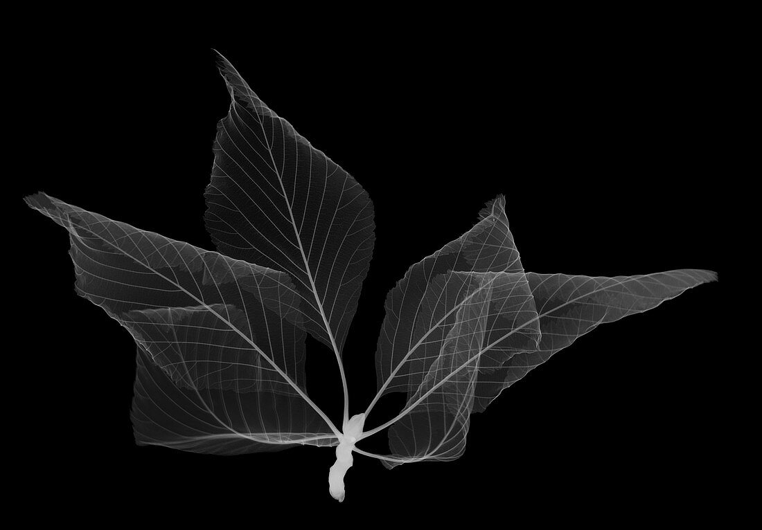 Horse chestnut leaves (Aesculus hippocastanum), X-ray