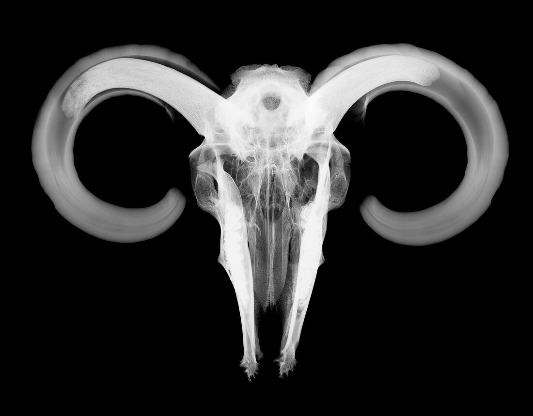 Ram skull with horns, X-ray
