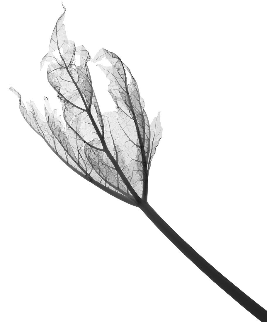 Rhubarb leaf (Rheum sp.) , X-ray
