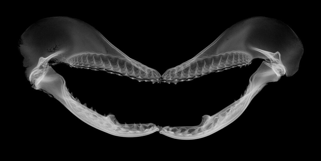 Shark jaw, X-ray