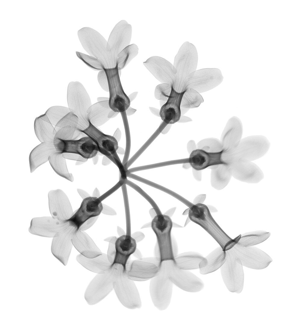 Madagascar jasmine (Stephanotis sp.), X-ray