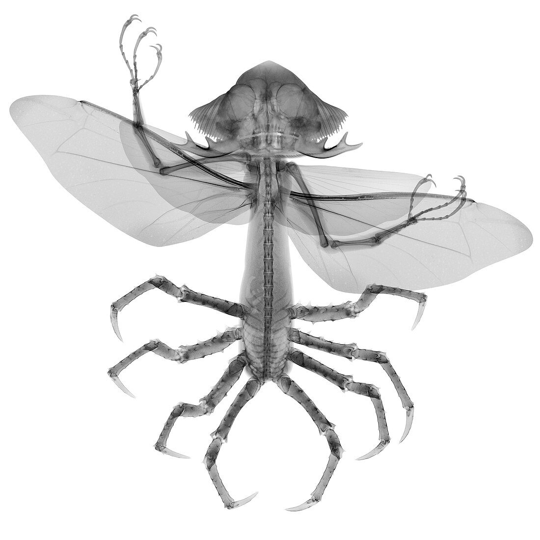 Alien insect hybrid, X-ray