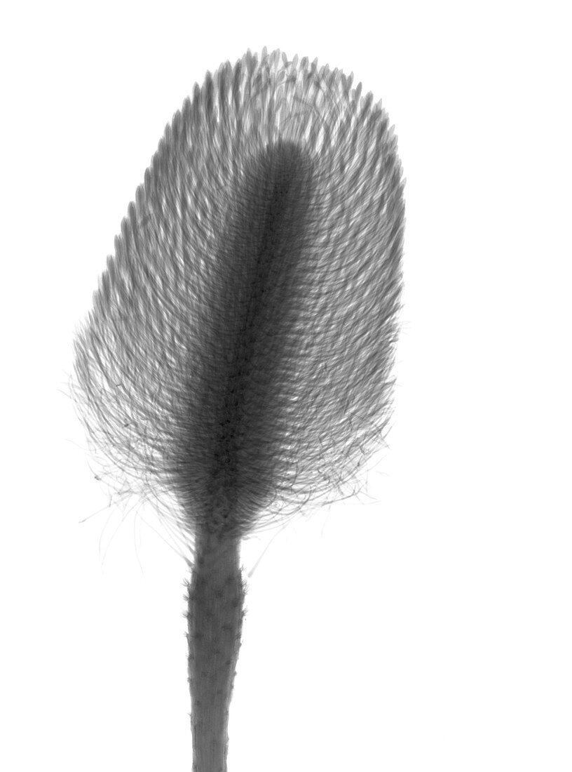 Pincushion plant (Leucospermum sp.), X-ray