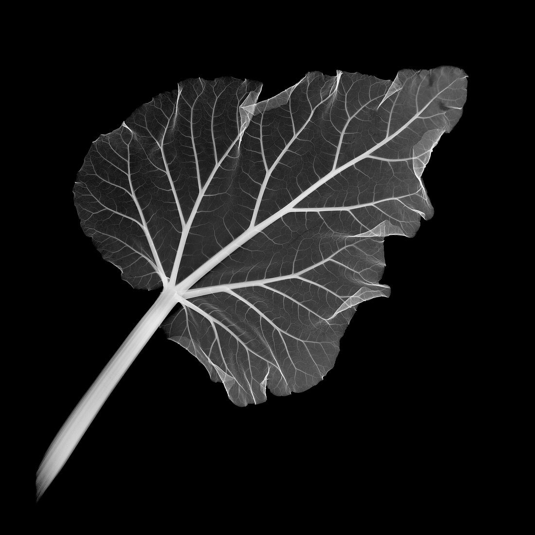 Rhubarb leaf, X-ray