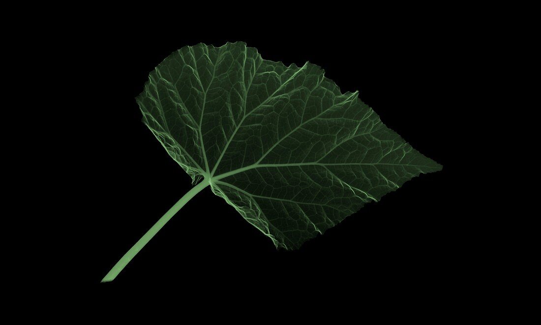 Begonia leaf (Begonia crenata), X-ray