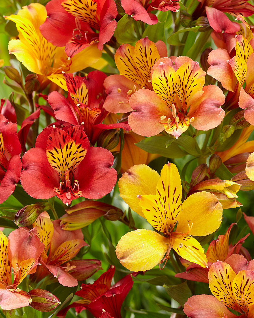 Blüten der Inkalilie als Farbmix