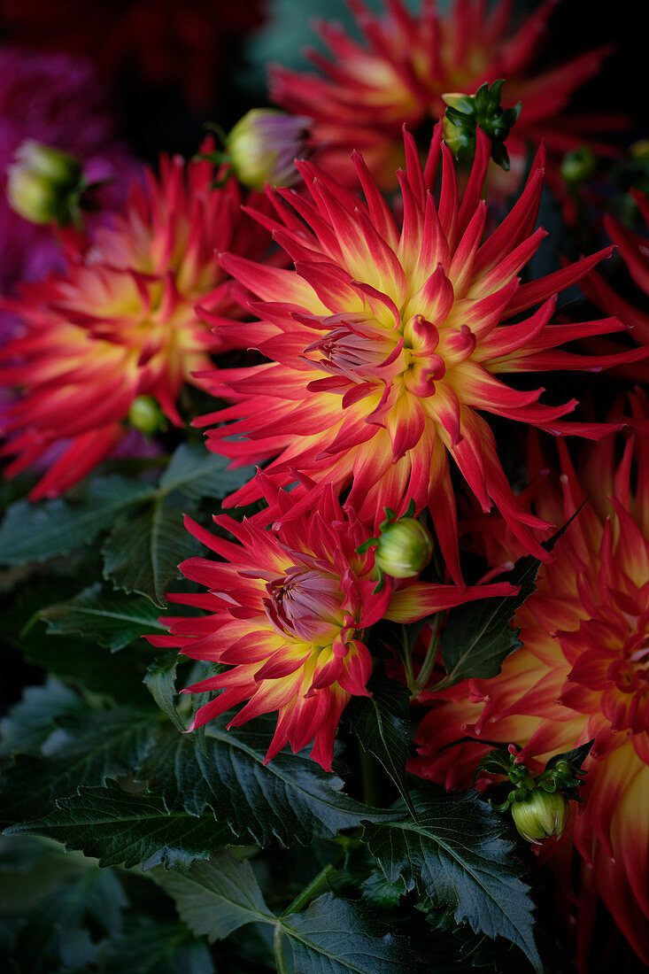 Dahlia LaBella ®