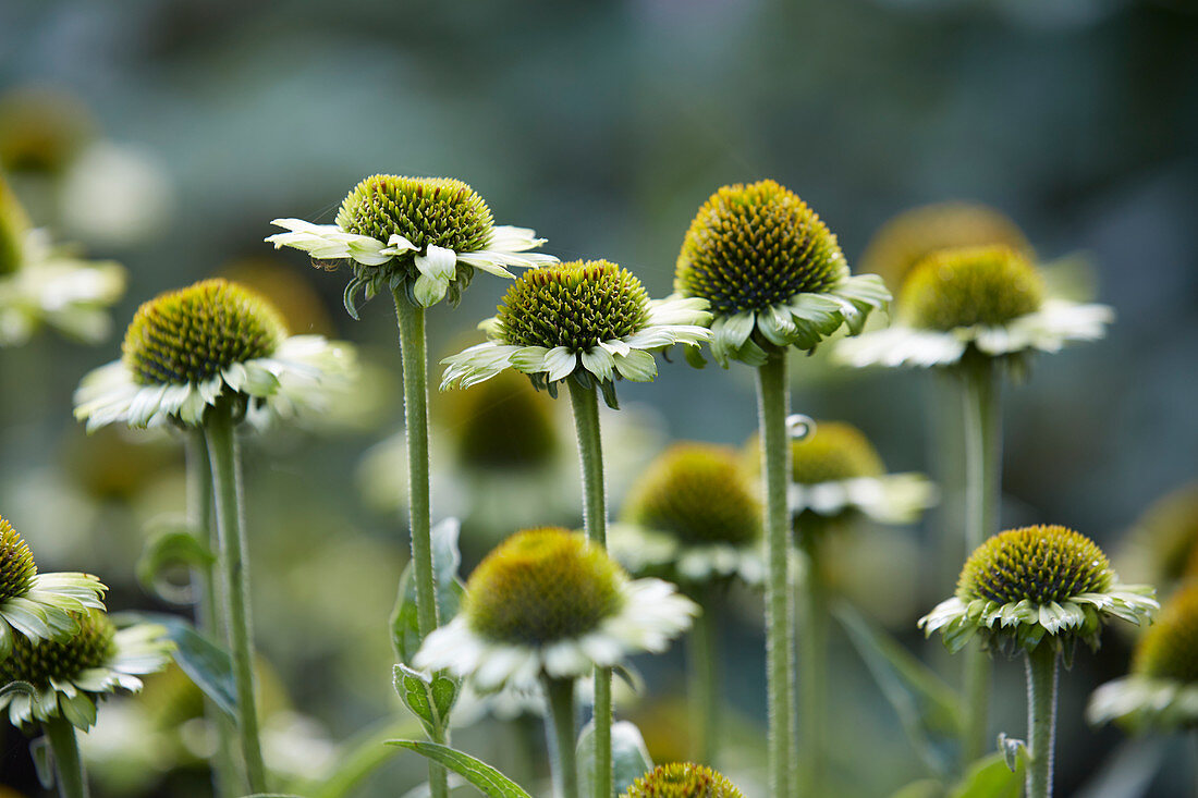 Echinacea purpurea 'Green Jewel®'