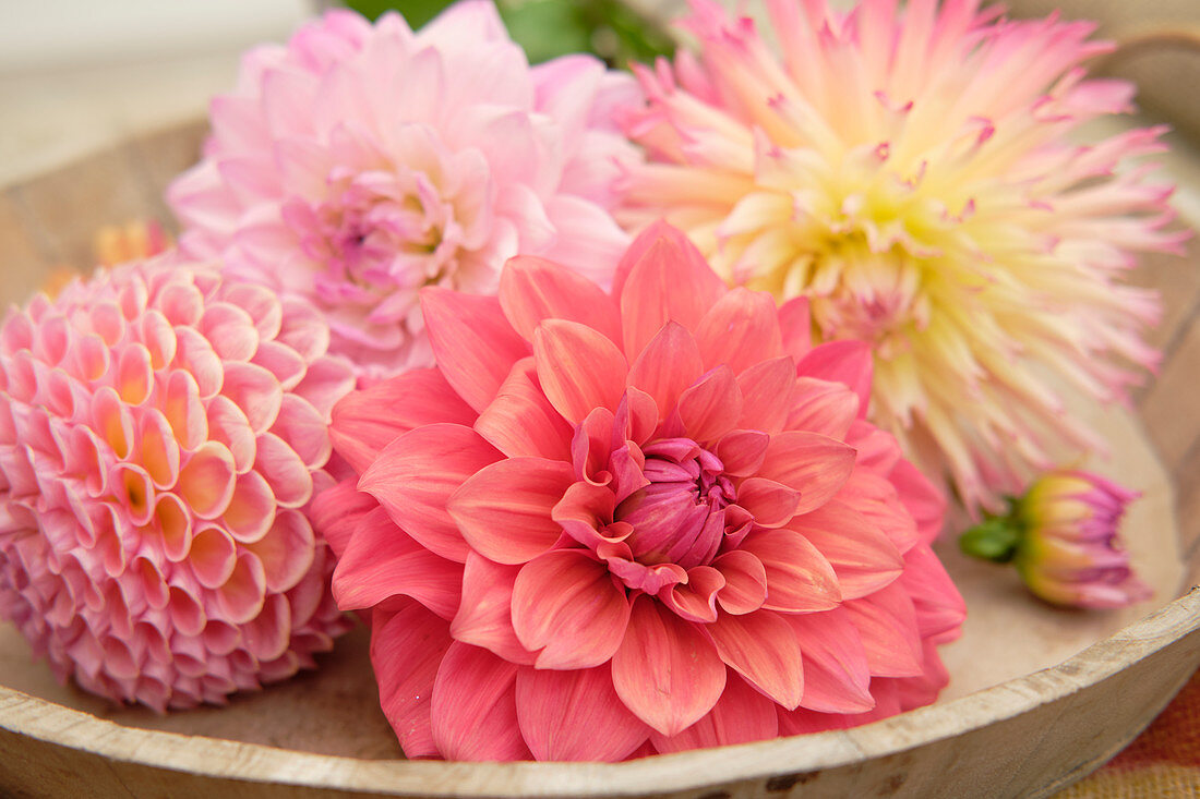 Dahlia flowers