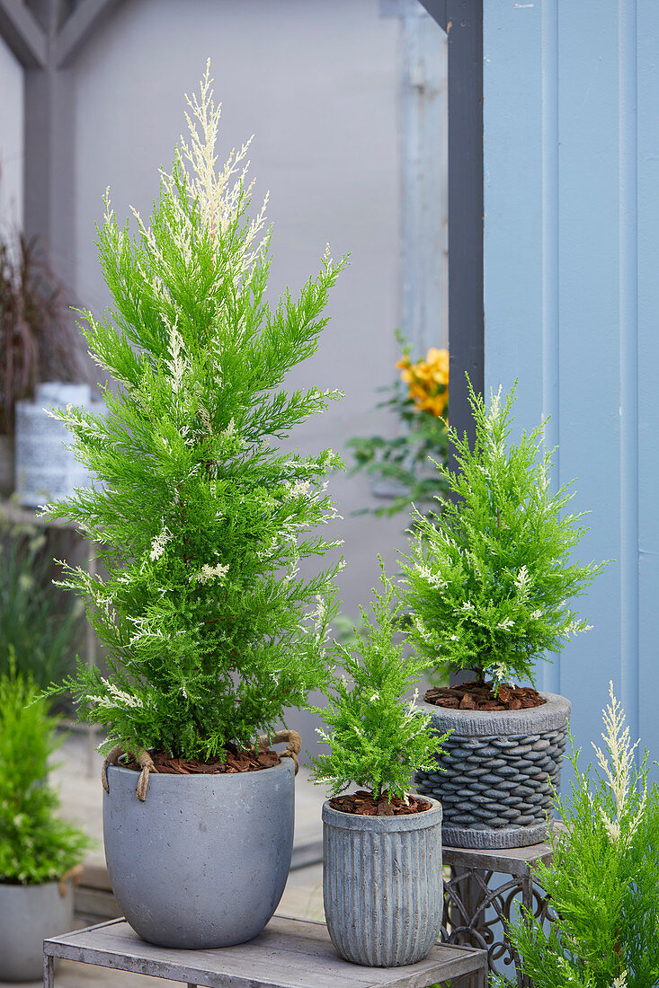 Cupressus macrocarpa Snowcrest