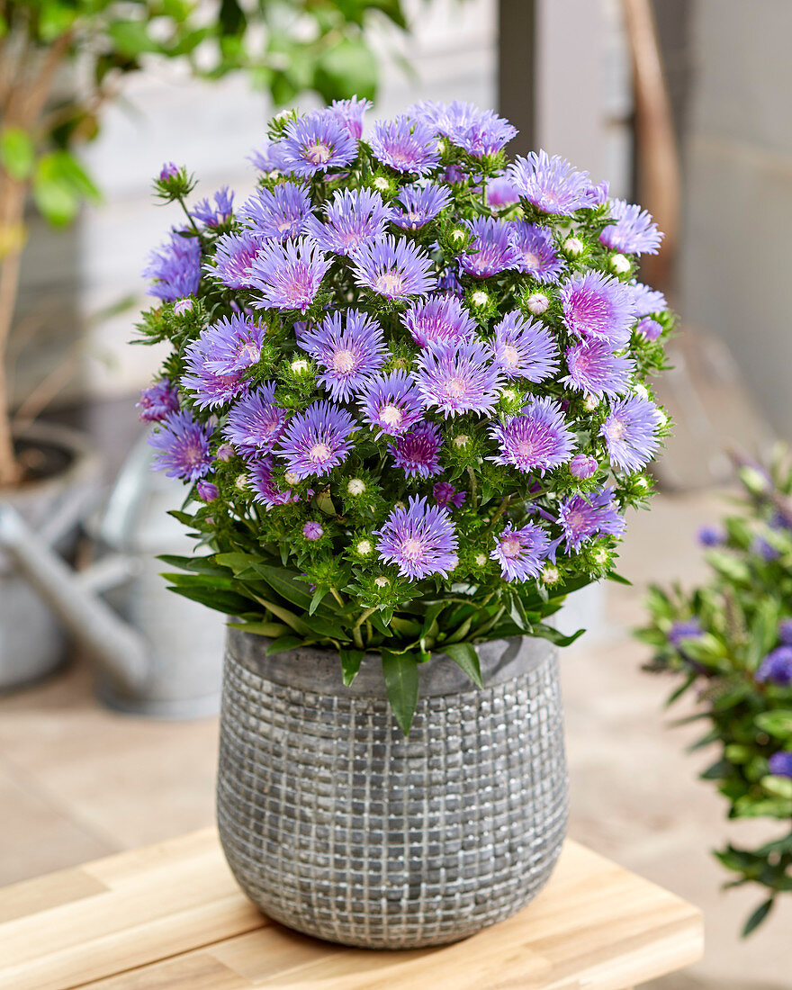 Stokesia laevis Mels Blue