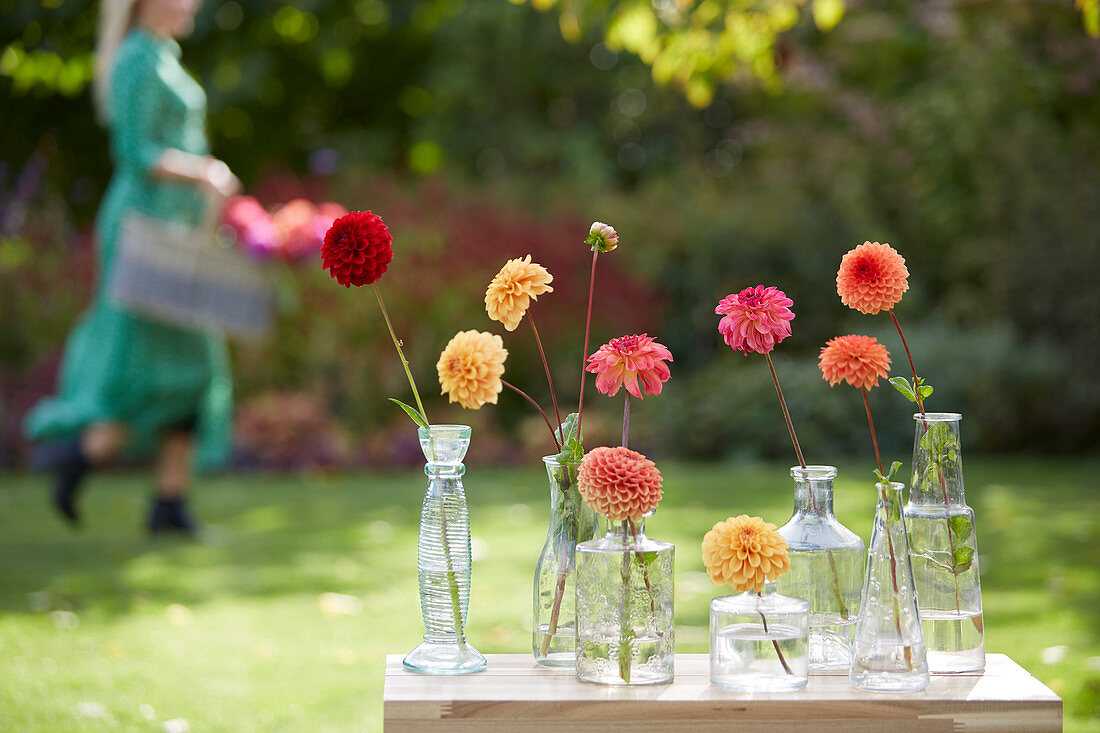 Dahlias on vases