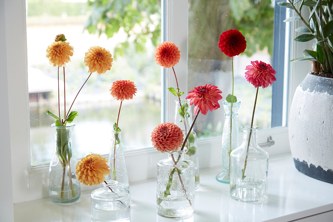 Dahlias on vases