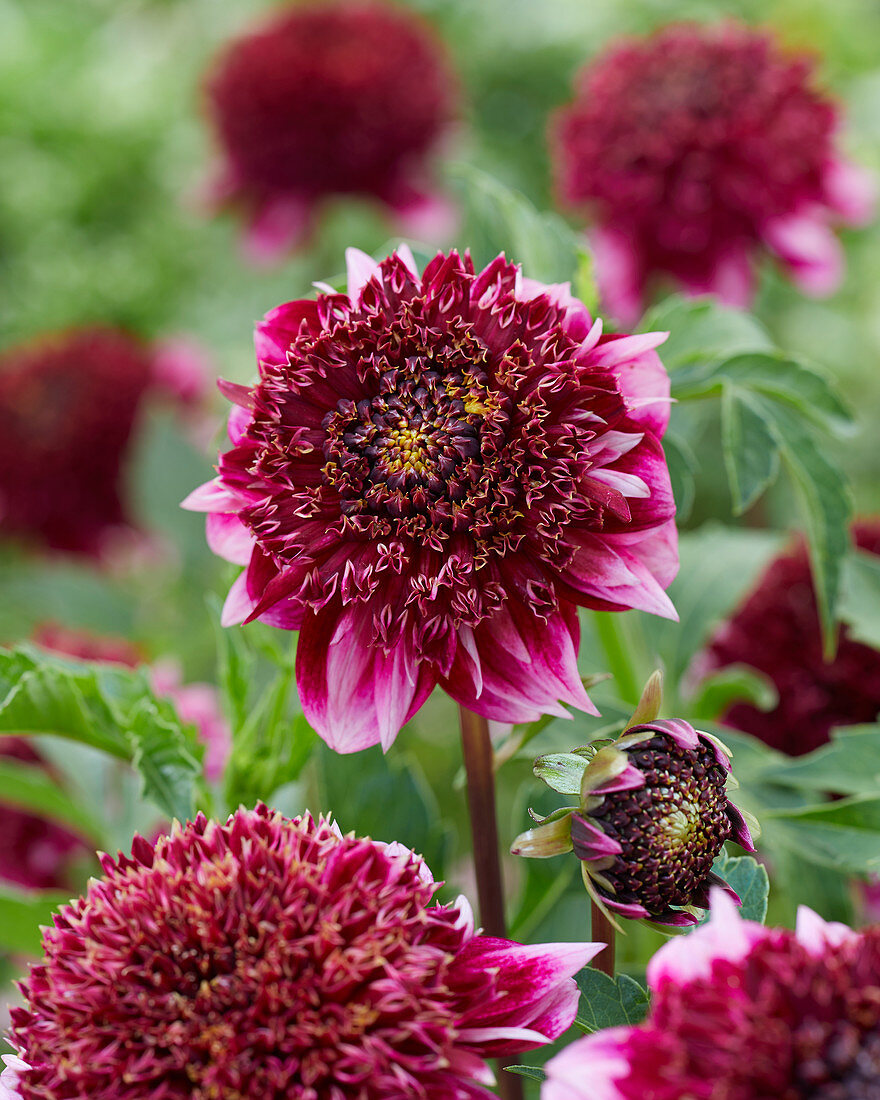 Dahlia Collarette 'Anemone Purple-White'